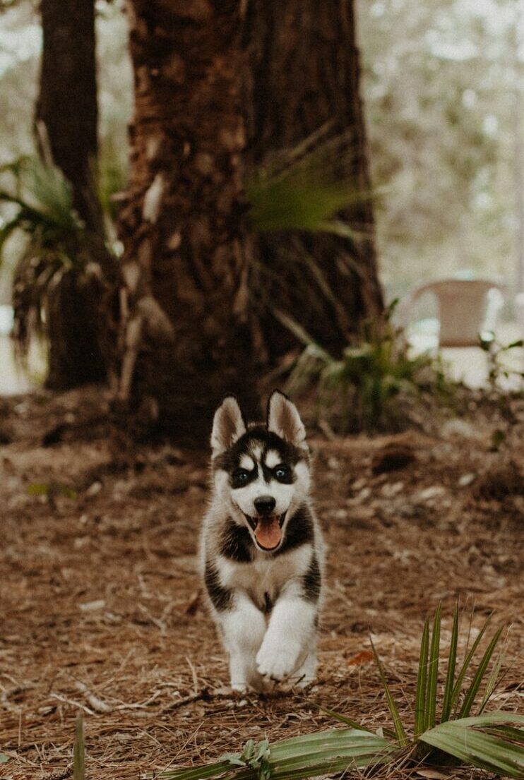 shallow focus photography of white and black Siberian husky puppy